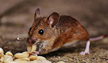 Historical Building Pest Preservation and Protection
